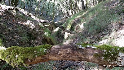 Photos of &Delta;&rho;ύ&iota;&nu;&omicron; &Delta;ά&sigma;&omicron;&sigmaf; &Alpha;&sigma;έ&alpha;&sigmaf;