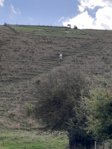 Pewsey White Horse - Thumbnail