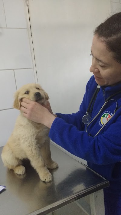 Photos of Veterinary Diego Silva