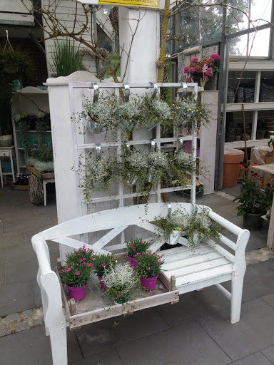 Blumen Hackländer - Visual