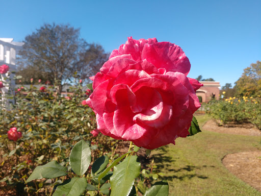 Fayetteville Rose Garden - Thumbnail