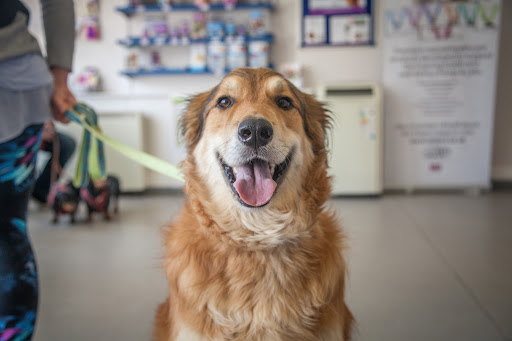 Border Veterinary Centre - Visual