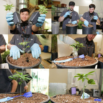 Photo of Ajoya Lakewood Dispensary