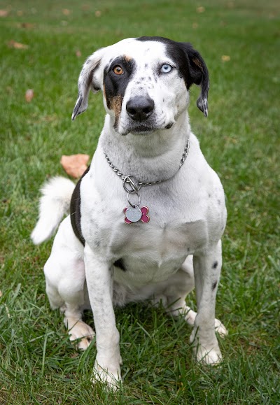 St. Charles Animal Hospital