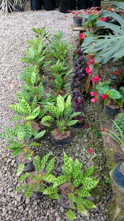 Photos of Vivero Plantas Del Tropico