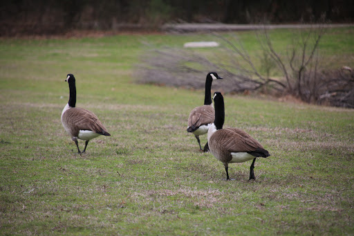 Leonard and Helen Johns Park - Thumbnail