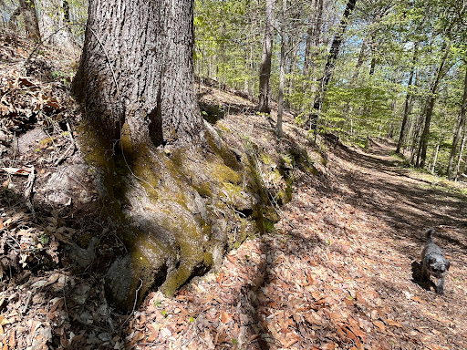 Natchez Trace - Visual