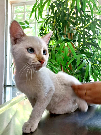 Hospital Veterinario San Francisco de Asis