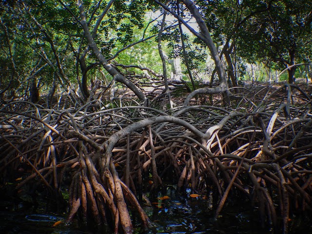 Eco-hotel El Hamaquero