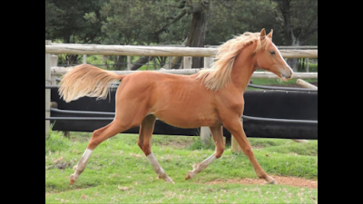 Photos of Arkab stud