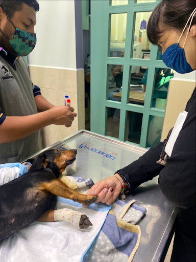 Hospital Veterinario Echegaray