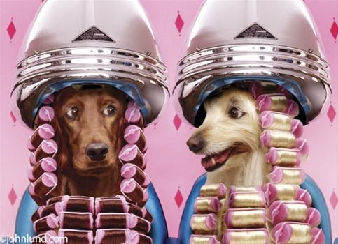 Healthy Paws Nutrition & Pet Spa