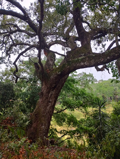 Barranca de las guacimas. - Thumbnail