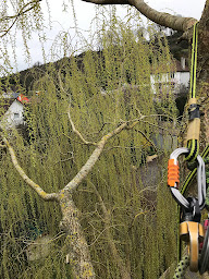 Photo n°20 de Taille et Jardin à Gueures (Service d'élagage)