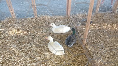 Cecil County Fair