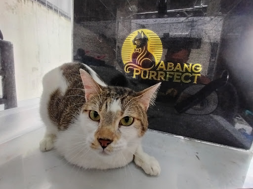 Abang Purrfect Cat beauty spa