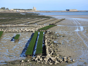 Photo n°10 de Les Vélos de St Vaast - Horaires de départ les matins et retour les après-midis (sauf réservations) à Saint-Vaast-la-Hougue (Service de location de vélo)
