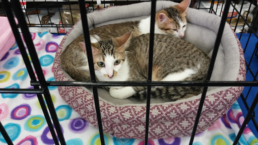 Pet Supplies Plus Warson Woods - Thumbnail