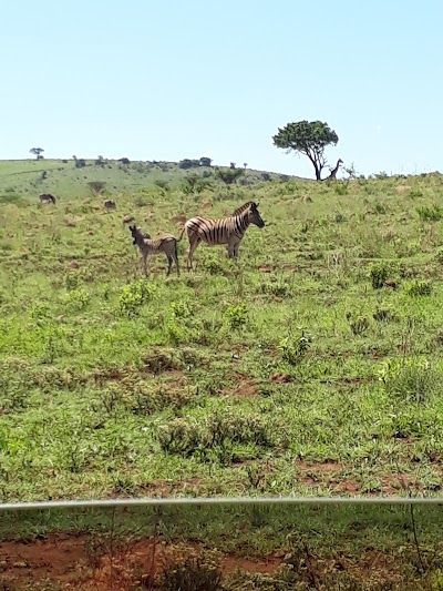 Photos of Ithala - Ntshondwe Lodge