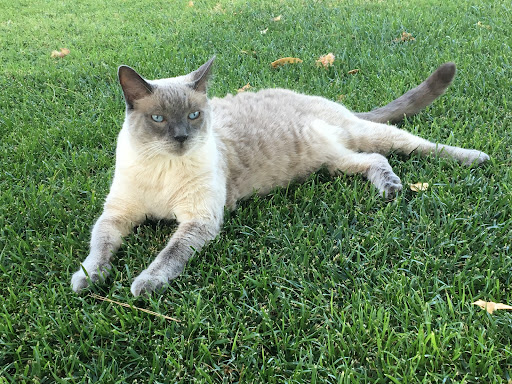 Artesia Animal Clinic - Thumbnail