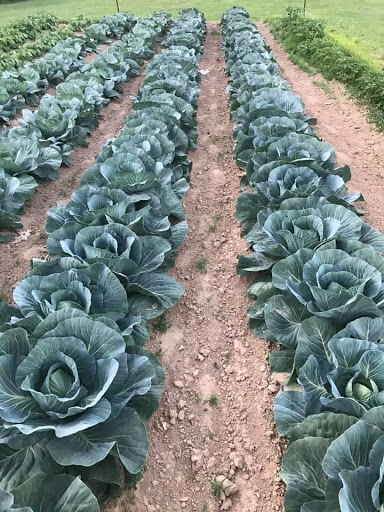 Wildberry Ridge Farm - Thumbnail