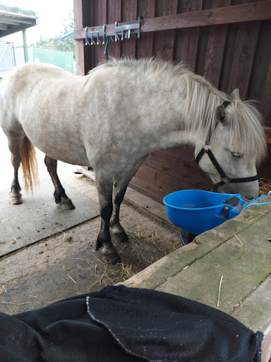 Highland Horse Fun - Thumbnail