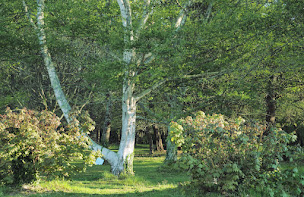 Photo n°16 de Le bois miroir à Clohars-Carnoët (Gîte)