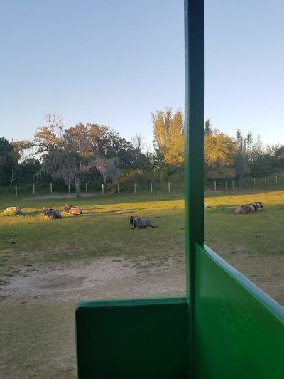 Photos of Holiday Inn Express & Suites Tampa -USF-Busch Gardens