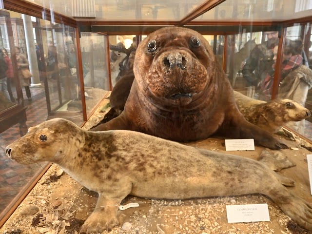 National Museum of Ireland - Natural History Museum