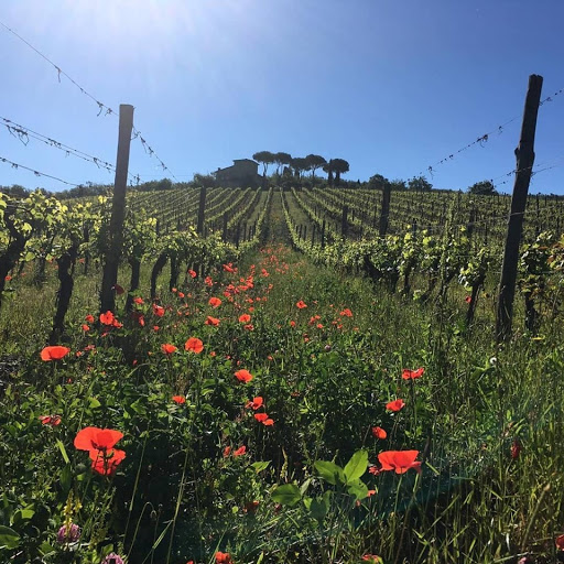 Vignavecchia - Visual