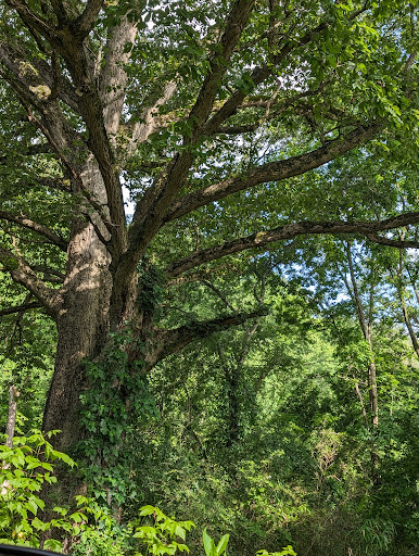 Oldest tree in Alabama Logo