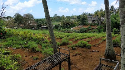 Photos of Biscuit Manioc