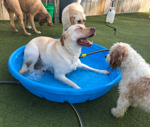 Blue Water Pet Care, Inc. - Thumbnail