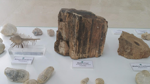 Museo de Ciencias Naturales AVAN (Viso del Marqués) - Thumbnail