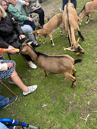 Photo n°38 de ferme pédagogique, thérapeutique et découverte lillers à Lillers (Ferme)