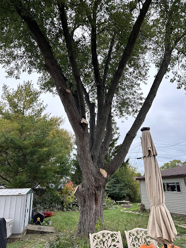 Packer Tree Service LLC