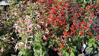 Photos of McCoard's Garden Center