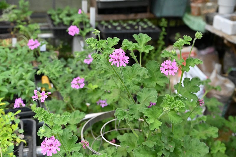 石原ハーブガーデン