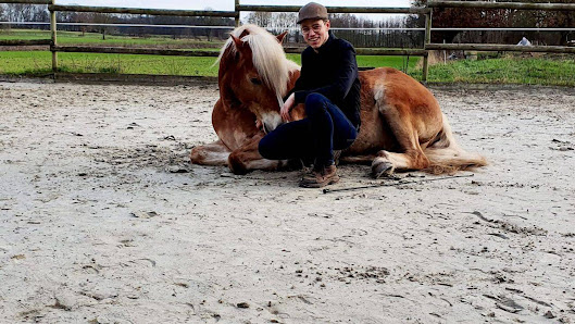 Pferd und Mensch VVV Bühren 13, 27793 Wildeshausen