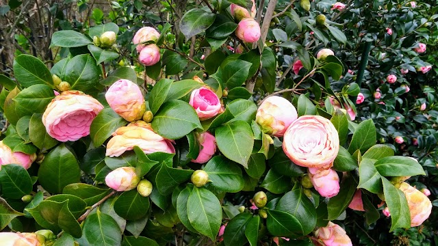 Jardin des Plantes