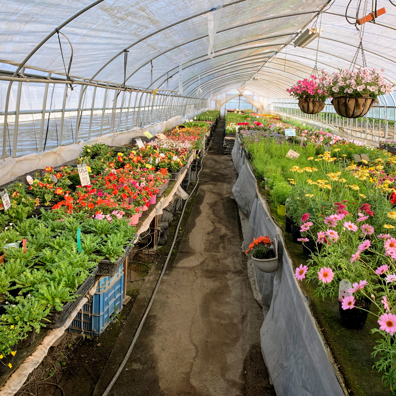 工藤花園 栗山町で花苗 野菜苗の直売をしております