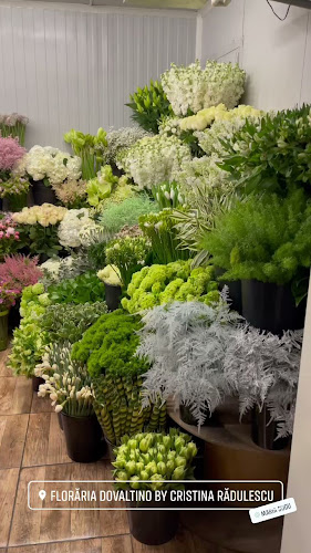 Opinii despre Dovaltino în Constanța - Florărie