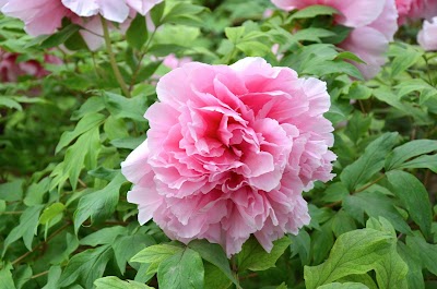 Photos of China National Flower Garden （South Gate）