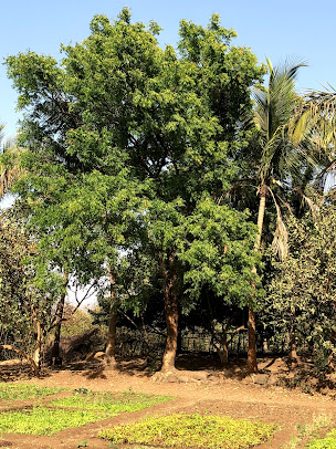 Af1qipmkhfssvvfubmrt4p9rrnhkuf3lruum 2m7 Xbq=s406 K No