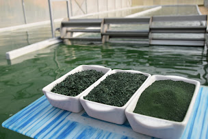 Photo n°4 de La Spiruline de Marc à Saint-Léger-lès-Authie (Agriculteur)