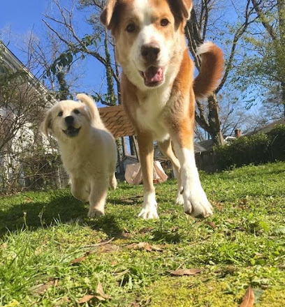 Image from the Google listing for Learning to Dog Training and Enrichment