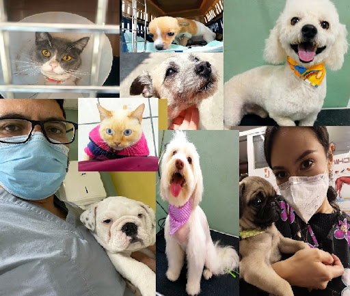 Veterinaria Arcos Bulldog
