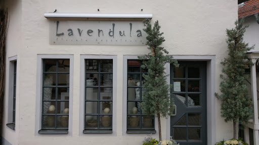 lavendula - Visual