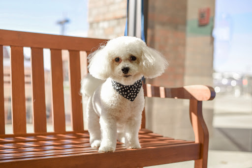 The Pet Hospitals Houston Levee & Macon - Thumbnail