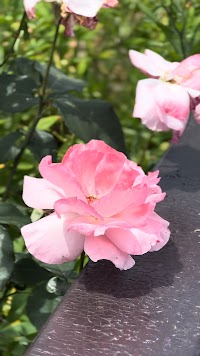 バギー・カート乗り場